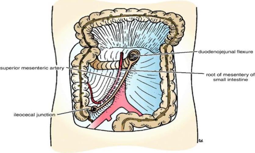 Superior mesenteric artery gives jejunal and ilial arteries that gives branches anastomose with one another to form a series of arcades.