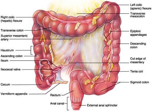 Large Intestine *Extends from ileocecal valve to anus * Length = 1.5-2.5m = 5 feet * Regions Cecum = 2.