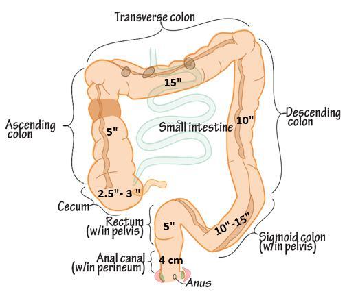 Sigmoid colon = 10 15 inches Rectum= 5 inch Anal canal= 4 cm Function: Absorption of water and formation