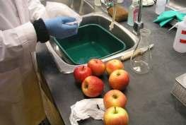 Preparation of apple tissue for mineral analysis