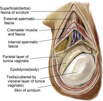 Scrotum - It is an outpouching of the lower part of the anterior abdominal wall outside the body to keep the testis cooler (2-3 o lower than the body) for sperm production.