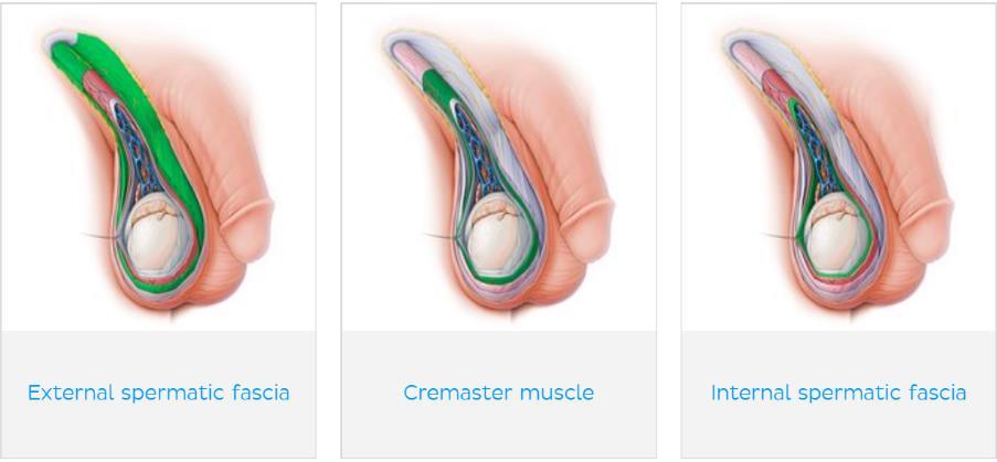 In summary, the layers of the scrotum are: Skin Superficial fascia (Dartos and Colle s) External spermatic fascia Cremasteric muscle and fascia Internal