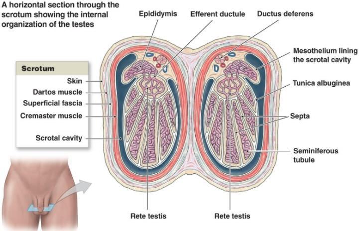 Testes - Testes are firm, mobile organs tilted forward within the scrotum, separated by a septum (Dartos muscle and Colle s fascia).