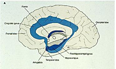 Cerebral hemispheres: