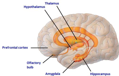 Emotional Intelligence Overview The Limbic System (Old Brain) 13