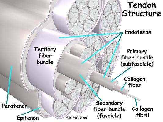Degeneration in a tendon usually shows up as a loss of the normal arrangement of the fibers of the tendon. Tendons are made up of strands of a material called collagen.