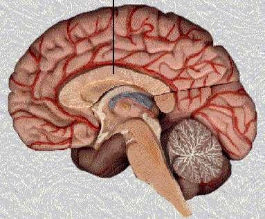Motor control systems outside the cortex Cerebellum
