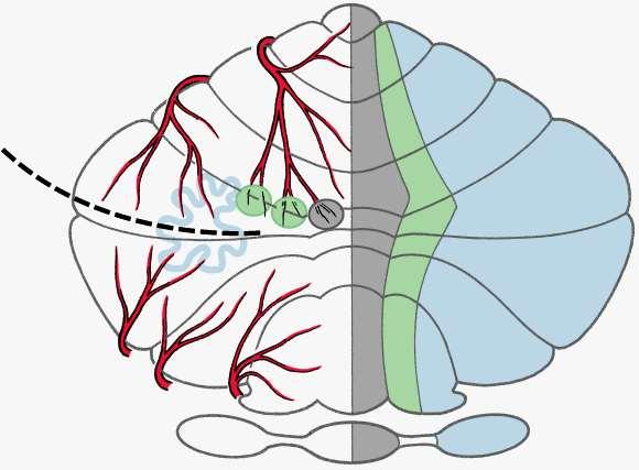 The Cerebellar Cortex and Nuclei: Blood Supply,