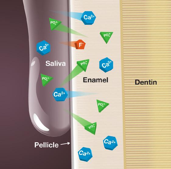 source and is rich with water, proteins and ionic components. and tooth structure participate in an When the ph is low, the deminer and phosphate ions from the tooth surface.