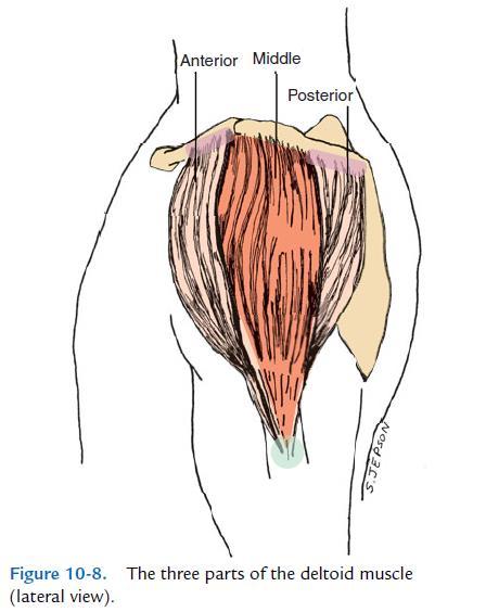 The deltoid muscle is a superficial muscle that covers the shoulder joint on three sides, giving the shoulder its