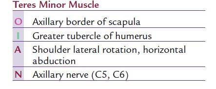 The teres minor muscle is closely related to the