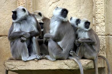 DNA samples verify this among Hamuman langurs study. This sends the females back into estrus.