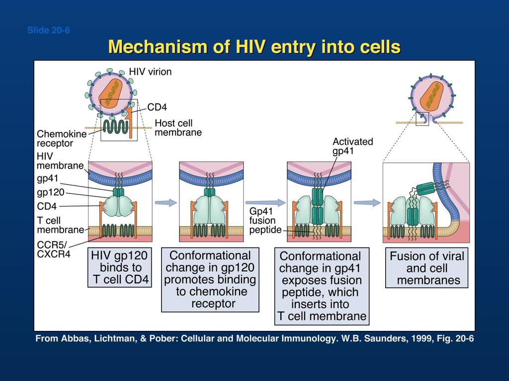 HIV Entry into