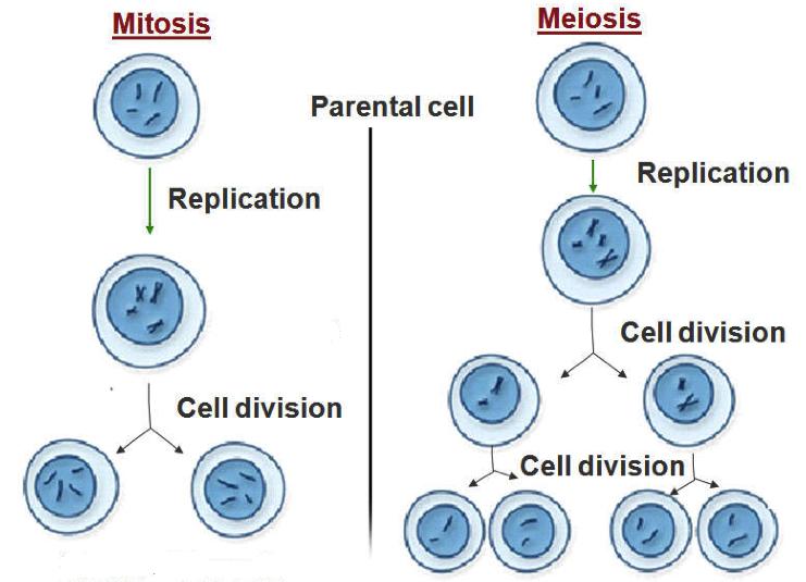 Mitosis vs Meiosis Unit