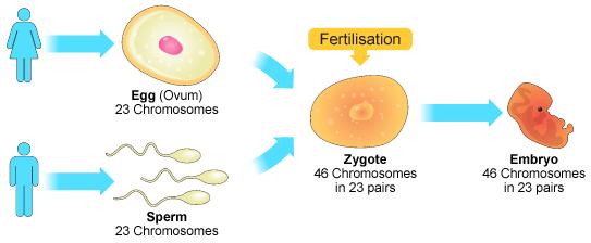 Sexual Reproduction in Animals Fertilization is the joining of the two gametes.