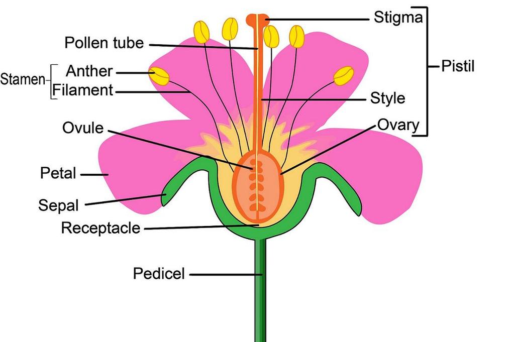 Pollination: Occurs when pollen is transferred from the anther of the stamen to the stigma of the pistil.