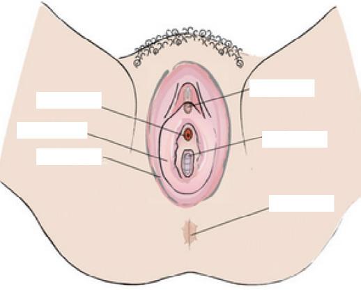 WOD BNK Uterus Ovary Fallopian ube Cervix Vagina