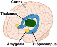 TRAUMA ALARM NEURONS Trauma, or adverse childhood experiences, is perceived and activates the brain s alarm system The Low Road The alarm (Amygdala) communicates through chemicals and initiates a