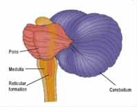 The Brainstem Receives and gives messages to the body Is responsible regulating the heart and lungs Is closely connected to your instincts and drives The reptile part of our brain controls