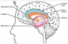 The Limbic System The emotional and Mammalian part Formed after birth Is in charge of our evaluative functions; it assigns meaning to what our body is perceiving Works closely with the brainstem,