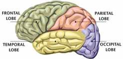 The Cerebral Cortex Is responsible for our thinking that is abstract, symbolic, moral, & insightful Lobes are located here: Frontal Forethought; Judgement Parietal