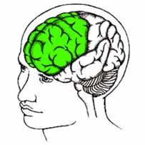 Frontal Lobe: Executive Functioning The frontal lobe is responsible for much of the executive functioning of the brain Functions include: Attention Working memory Planning, organizing Forethought