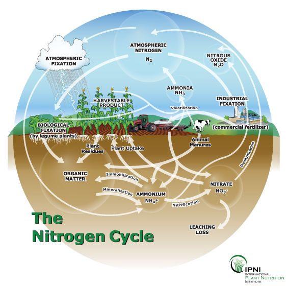 Nitrogen cycle: ammonium to nitrate Nitrification: Two-step reaction converting