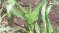 P deficiency in corn Purpling of