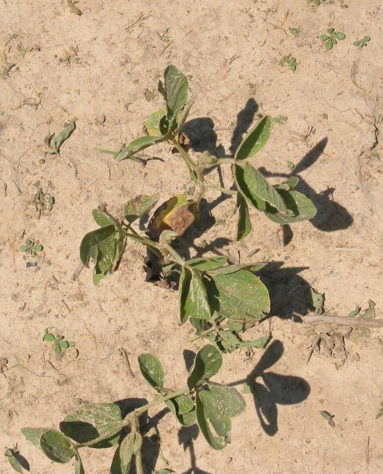 P deficiency in soybean Stunted growth Dark green color