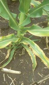 K deficiency in corn