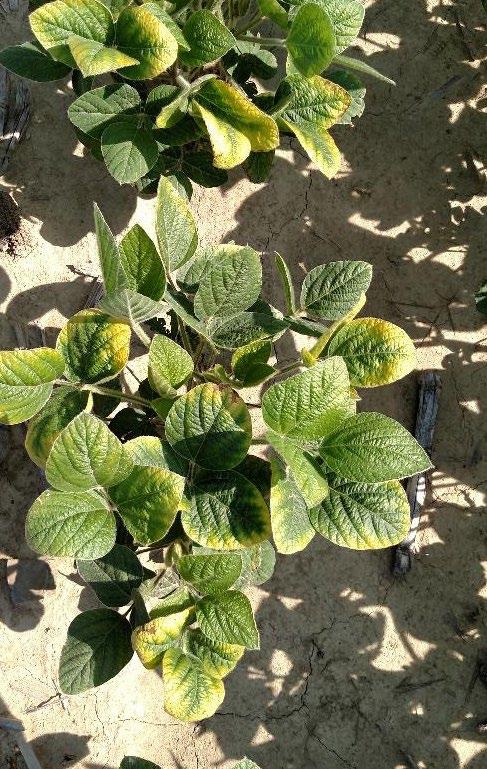 K deficiency in soybean