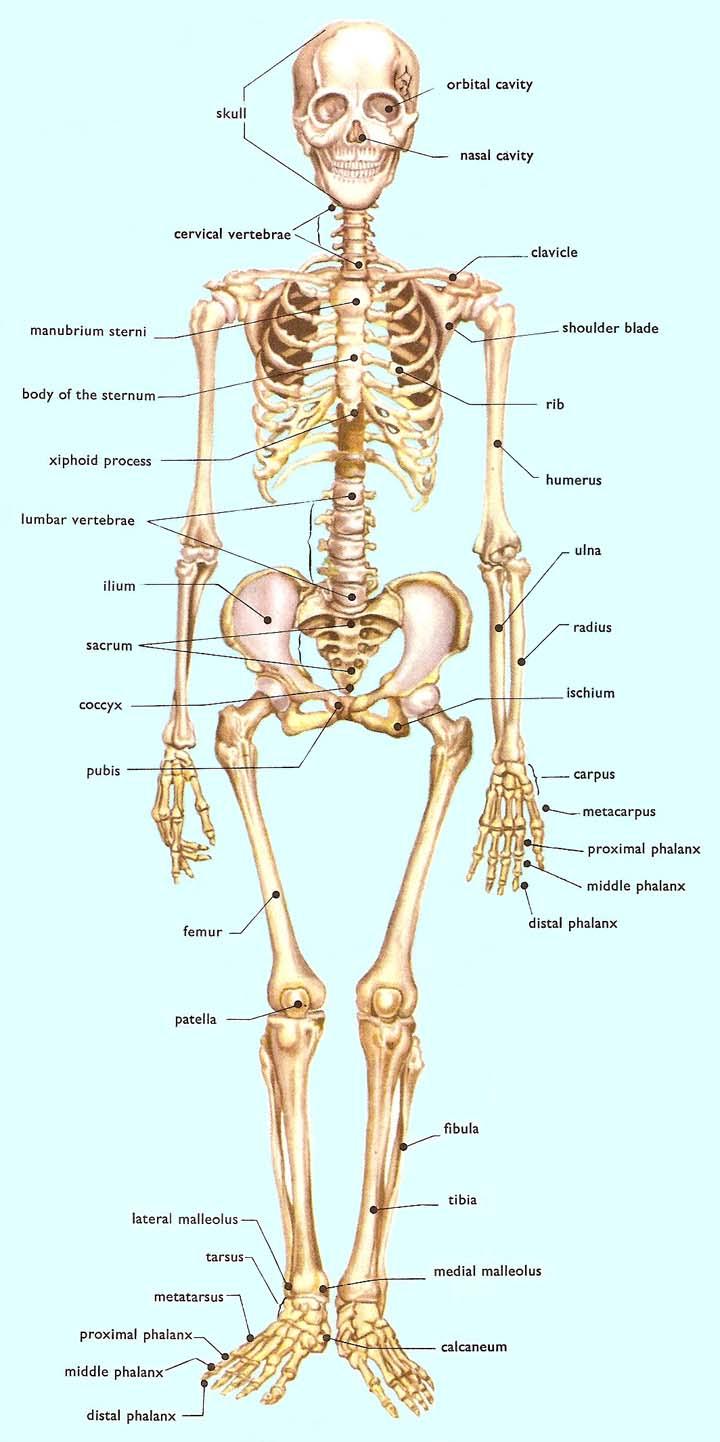 SKELETAL REGIONS Axial Skull Hyoid Bone Ribs & Sternum