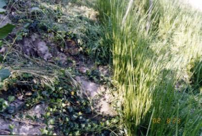 Other plants establishing between vetiver
