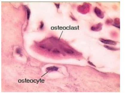 The matrix closest to the osteoblasts is not yet calcified and is known as osteoid or prebone. This osteoid is rich in collagen fibers.