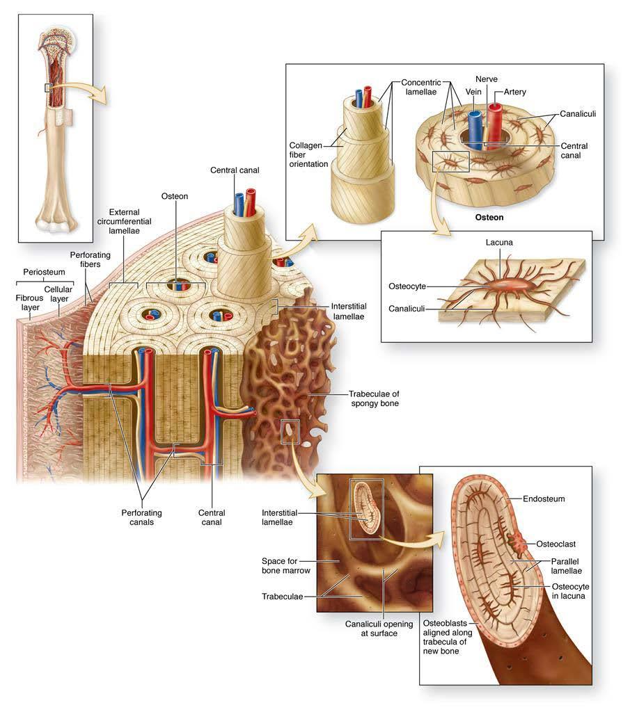 Cancellous bone: Cancellous (spongy, trabecular) bone fills the epiphysis & metaphysis of long bones & form a thin zone on the inner surface of diaphysis around the marrow cavity.