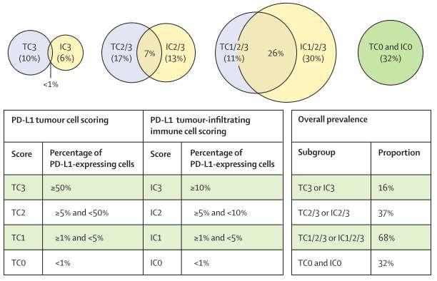 Atezolizumab in lung and bladder PD-L1 agent PD-L1 Ab negative low high highest IC/TC Atezolizumab (Roche) SP142 (Ventana) IC0 (<1%) IC1 ( 1% but <5%) IC2/3 ( 5%) IC3 ( 10%) TC0 (<1%) TC1 ( 1% but