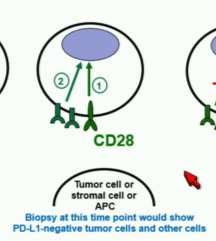 to regulate T Cell responses