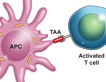 The Intelligent Immune Response Lm Technology stimulates a tumor-targeted immune response.