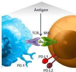 Targeting the PD-1 Pathway Involved in Tumor Immunosuppression PD-1 receptors are normally expressed on various immune cells, including