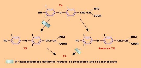 Thyroxine Metabolism Transport and Metabolism of Thyroid Hormones
