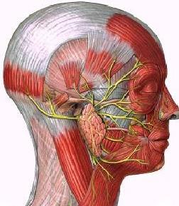 CN VII Facial nerve supplies: Motor fibers to: stapedius muscle,