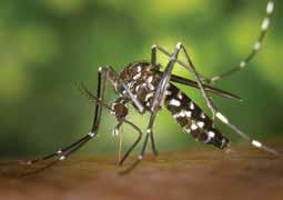 To date, local mosquito-borne virus transmission has not occurred in the continental United States, although at least 82 cases acquired during travel to infected areas have been reported.