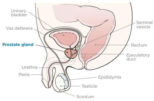PATIENT & CAREGIVER EDUCATION About Your Prostate Fiducial Marker Placement This information will help you g et ready for your procedure to place fiducial (fih-doo-shul) markers in your prostate at