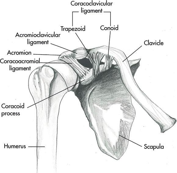 Shoulder Figure 1.1. Bony anatomy of the shoulder. Figure 1.2. Anterior shoulder muscular anatomy.