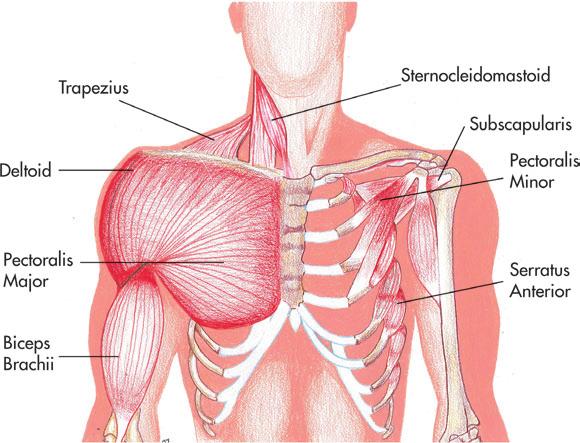 : It functions in elevation, forward flexion, abduction, and extension of the shoulder.