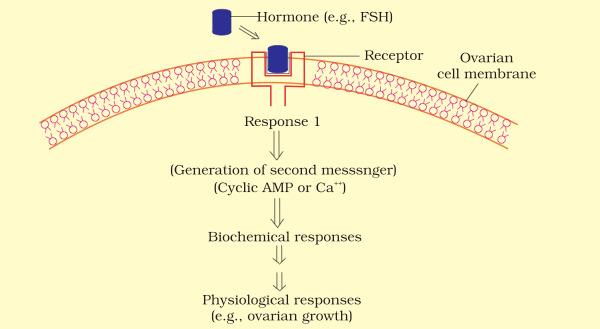 44. As below : Diagrammatic representation of the mechanism of protein hormone action Protein hormones interact with membrane bound