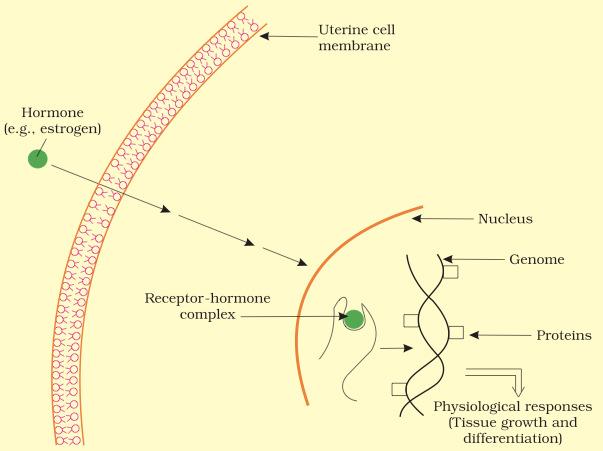 45. As below : Diagrammatic representation of the mechanism of steroid hormone action Steroid hormones interact with intra-cellular receptors.