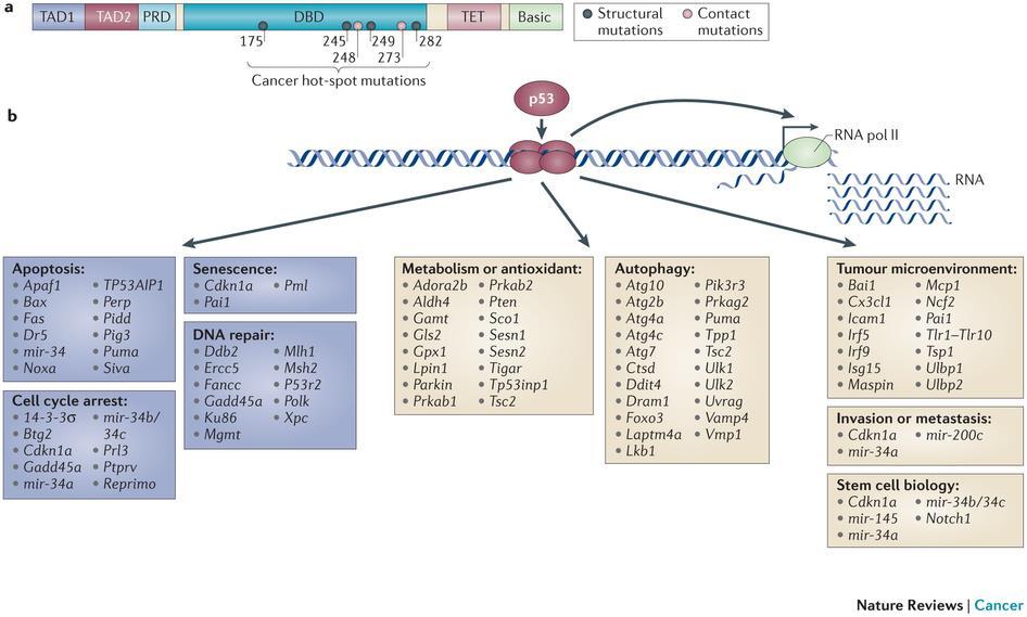 p53 suppresses cancer through transcriptional activation, by