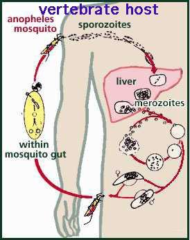 Malaria A Complex Life Cycle schizonts