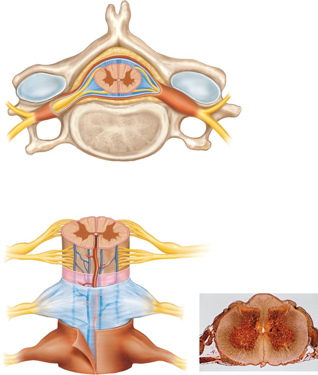 mater (dural sheath) Arachnoid mater Pia mater Denticulate ligament Vertebral body (a) and vertebra (cervical) Gr ay m atter : Posterior horn Gr ay com m